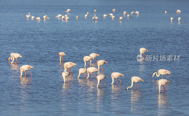 大火烈鸟，Phoenicopterus roseus，喂养，Coto Do?ana。西班牙。